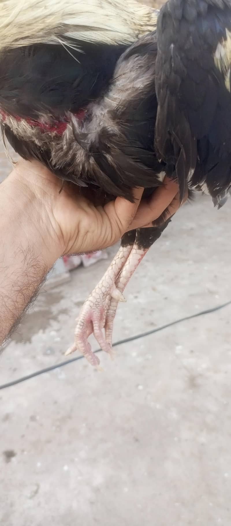 Asli  Java aseel mianwali 2