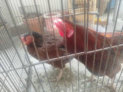 aseel murghi and desi aseel murgha