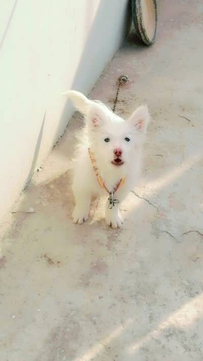 Beautiful Dog for Sale – Friendly & Active