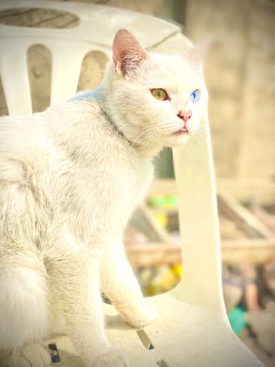 Persian double coat, with two different eye color