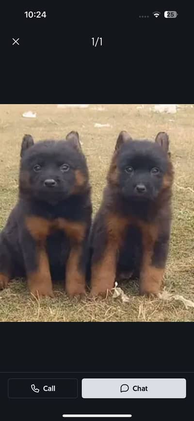 German Shepherd| Puppy | Double Coat puppies | Dog For Sale |GSD