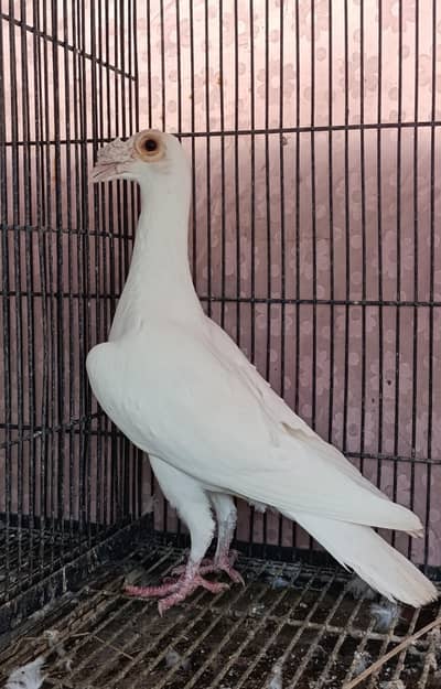 Top Quality English carrier breader pairs