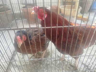 aseel murghi and desi aseel murgha beautiful pair Ma sha Allah