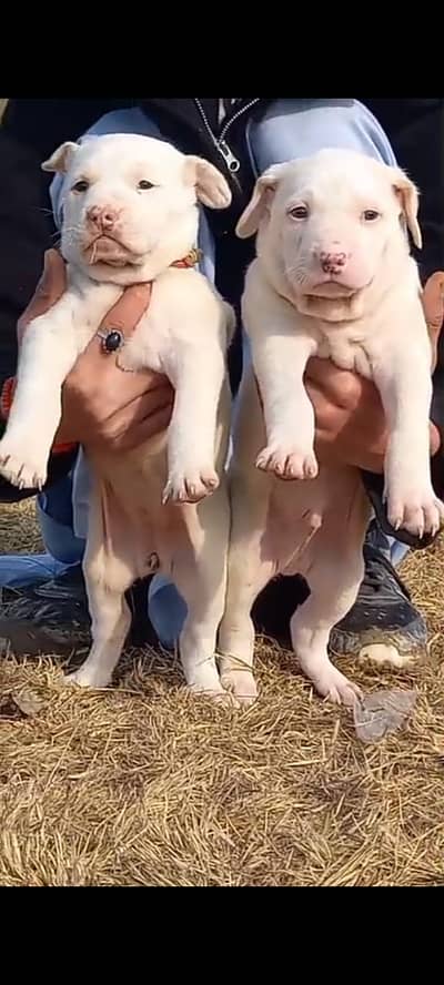 bully  Gultair Dog | Pink Nose | Long Ear |Gultair Pair | Dog For Sale