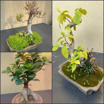 Real Bonsai Plants