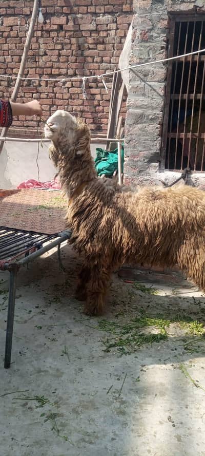 A+quality D shape mundra