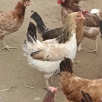 golden misry hen for sale