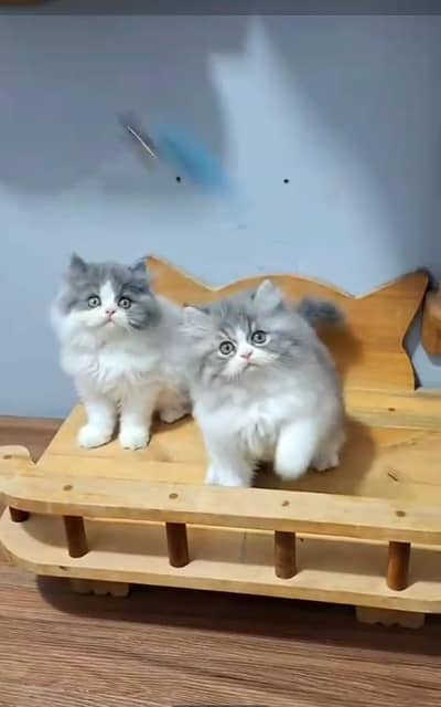 Persian Cats & Kittens for Sale may WhatsApp 03493839133