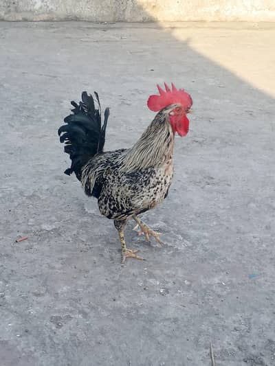 Desi Breeder Murgha For Sale