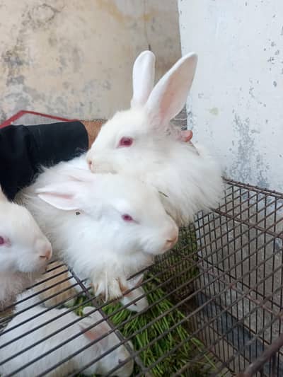 White angora