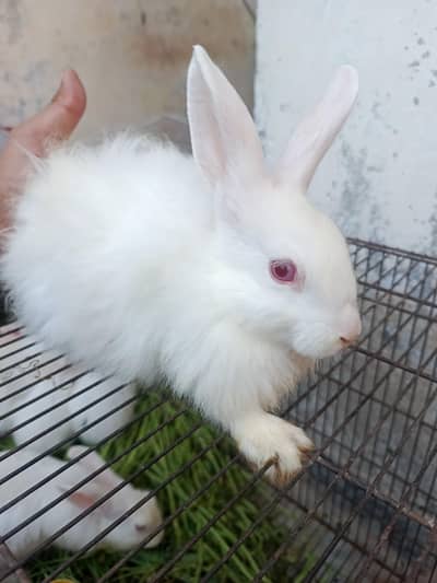 rabbits for sale| White angora |fancy rabbits |bunnies | white rabbit