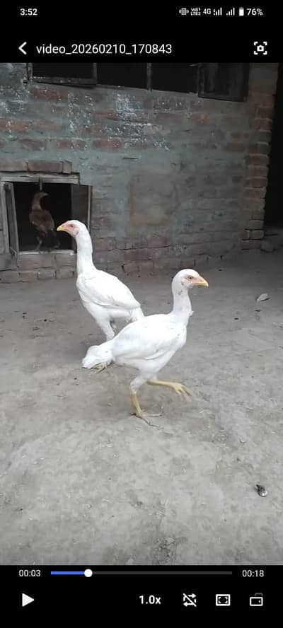 Aseel Heera contact 03096506304