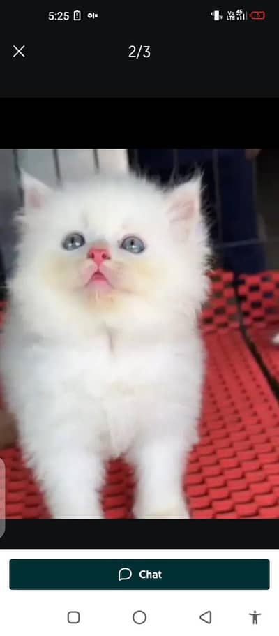 Persian cat for sale male or fema my WhatsApp 03229398820
