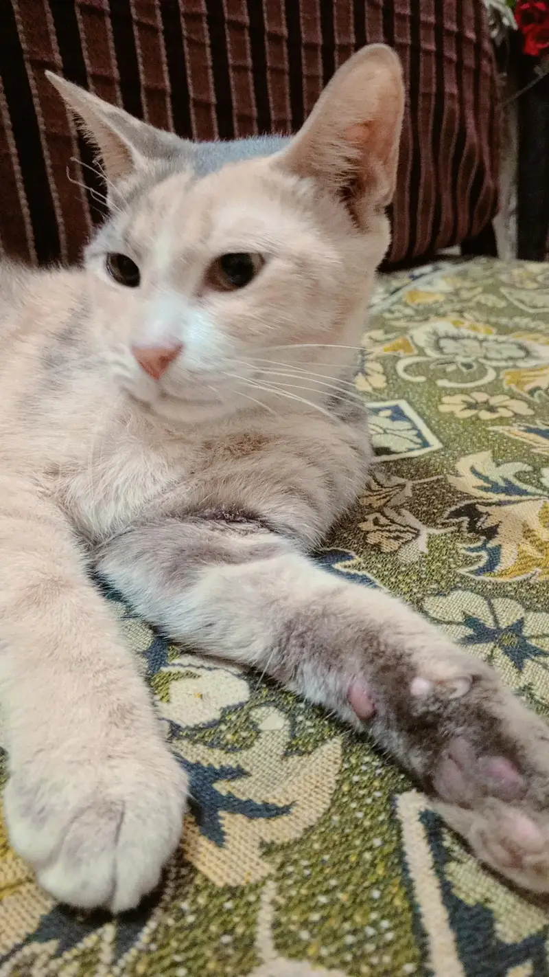 saimes cat