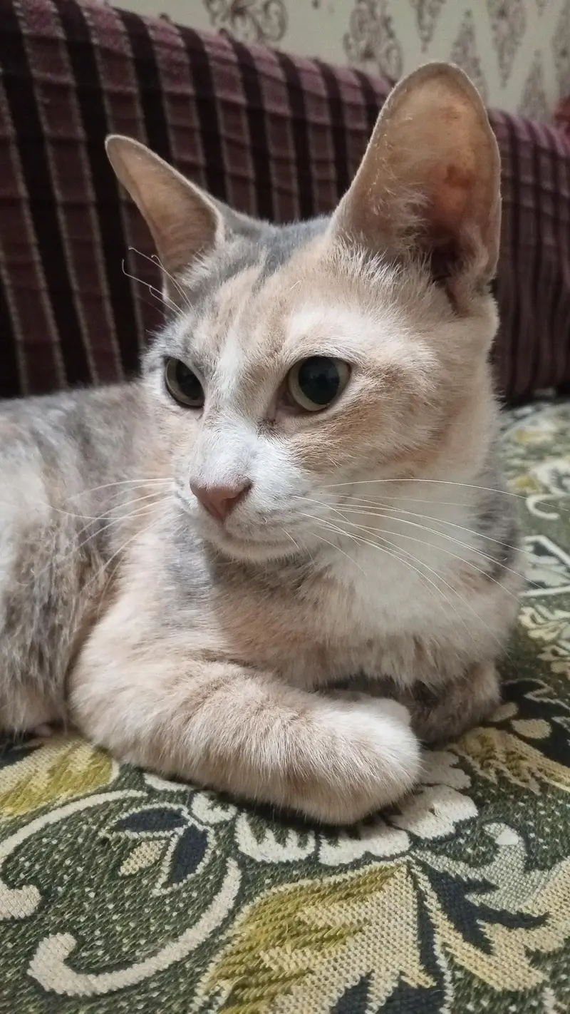 saimes cat — photo 2