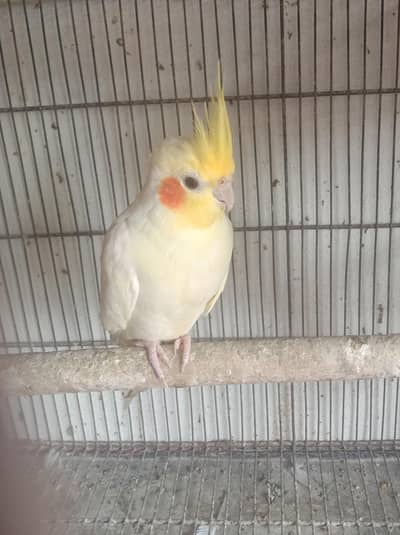 Common white confrm breeder male