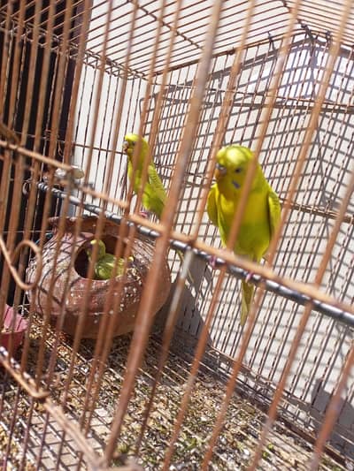Australian Budgies Family for Sale – Lahore