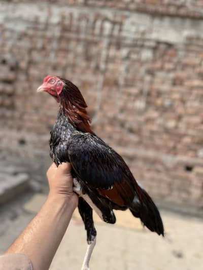 Aseel lakha or java mianwali 03490163612