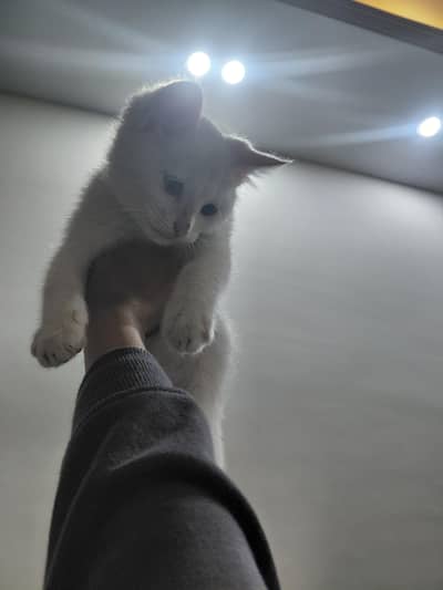 Healthy & Playful Cat Available Now