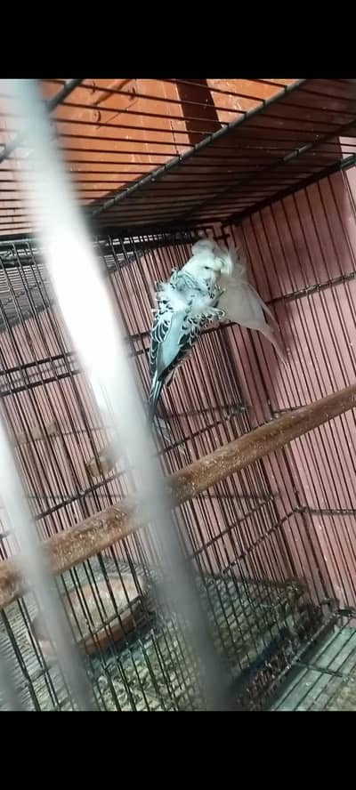 hobo bajari double flower lady golden split blue