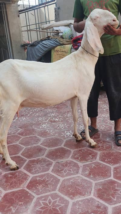 Muhammad puri goat pregnant