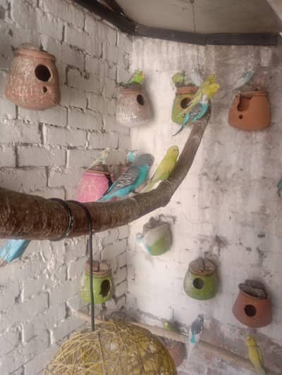 budgie's 03039746849