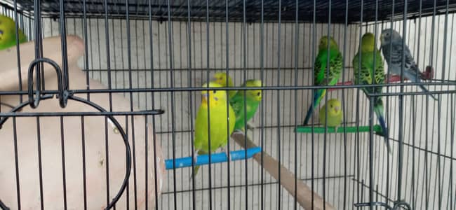 healthy active budgies