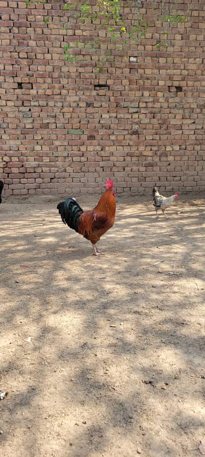 pure desi golden misri murge young and active for sale