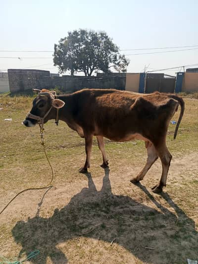 fresian cow | Jersi fresian | Milking Cow for sale | گائے