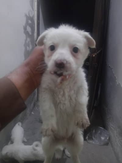 2month k bachy hain podel