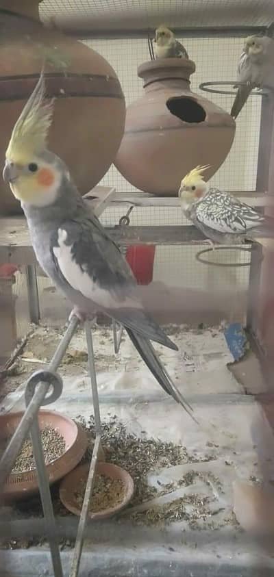 Cocktail 100% breeder pair  looking for new shelter