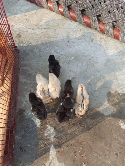 total 7 chiks per chisk 1000