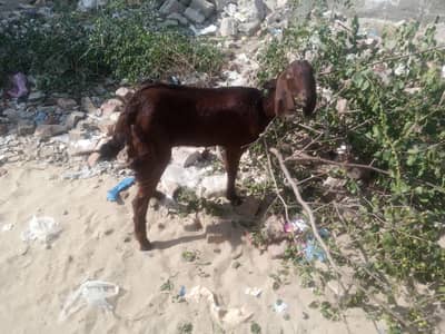 Sehatmand Bakri apne Bache ke sath For Sale