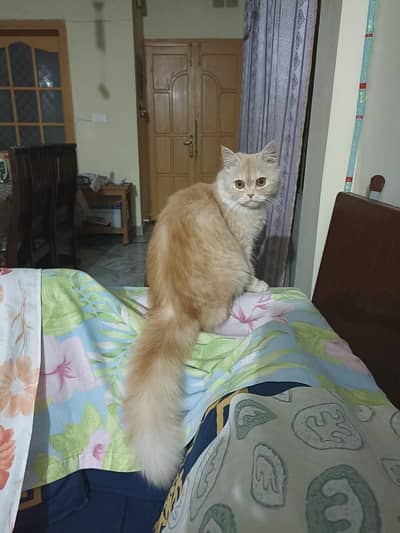 Double Coated Fawn Female Persian Cat