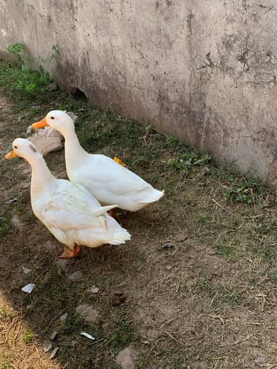 white paper duck urgent sale