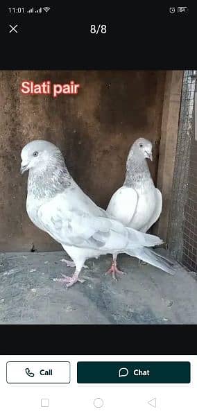 2500 par breeder kabootar