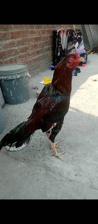 aseel high quality 03106295848