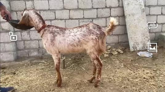 makhi cheeni path for sale