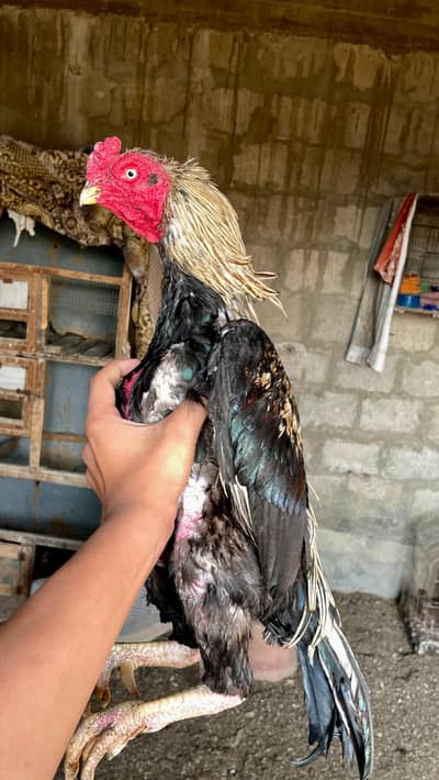 aseel murga#mianwali murga#amroha murga#qandhari aseel