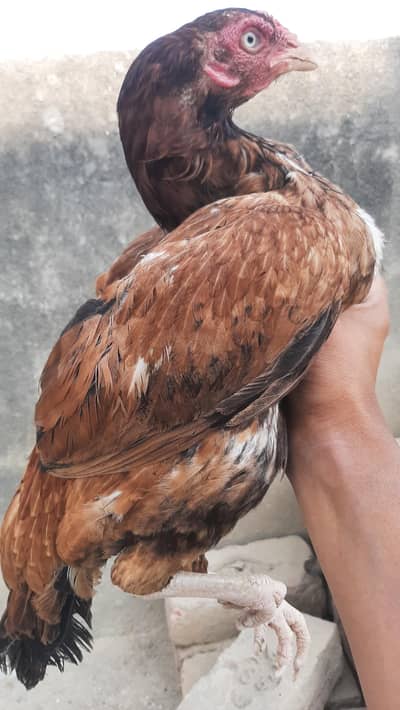 Female Aseel (Mianwali) Hen for Sale – Healthy & Active