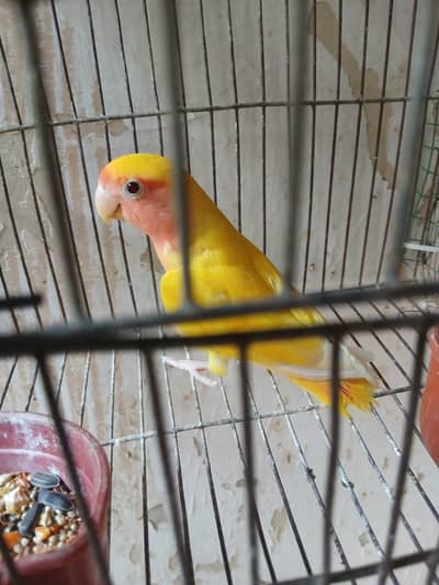 Albino and lotino breeder pair available