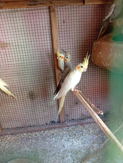 Cream and gray cocktail