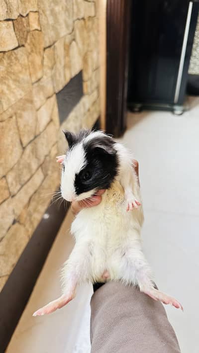 Guinea pig/English cavies baby male 2 months age