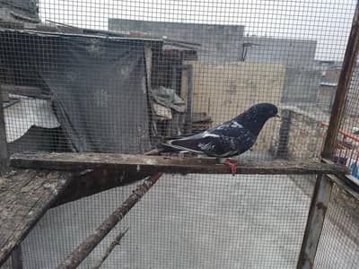 Dab wala male purana laqwa man ha