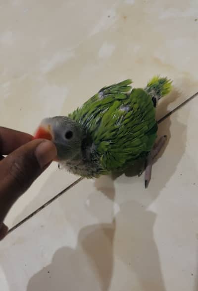 Green Ringneck Chick