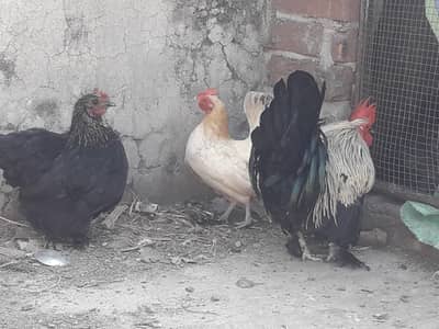 bantam and Englishgame