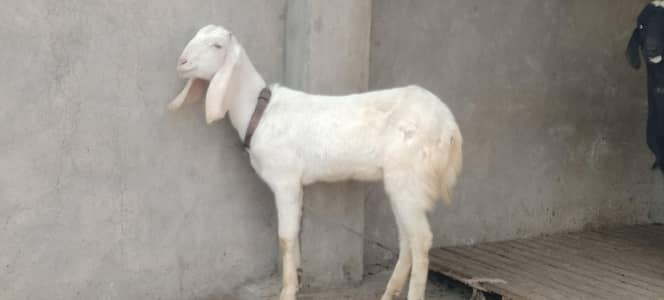 gulabi path 03048847044