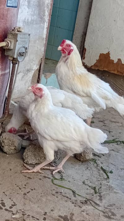 Heera (Trio Pair) for sale