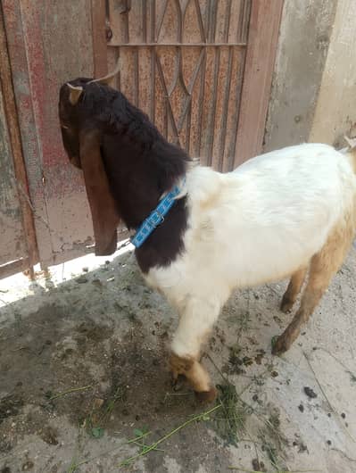 Sindhi bakra for sell