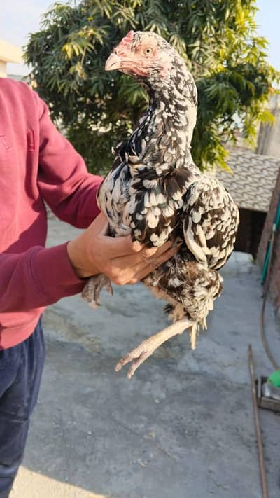 Aseel Murgian Murgay or Chuzay Available O3354O6II28 WhatsApp Only